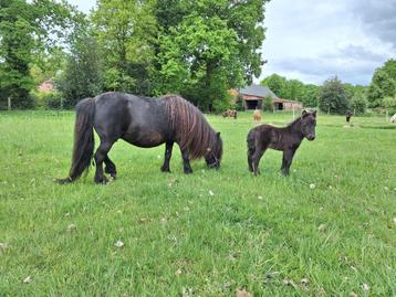 Shetlander merrie veulen, Dieren en Toebehoren, Pony's, Merrie, Niet van toepassing, 0 tot 2 jaar, Ingeënt