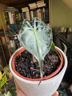 Alocasia venom, Ophalen, 200 cm of meer, Overige soorten, Halfschaduw