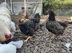 2 x Marans 2x Barnevelder, Dieren en Toebehoren