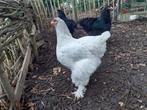 Blauwe brahma hen gezocht, ruilen voor brahma hen 04/2025 7, Vrouwelijk, Kip