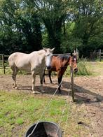 Stalling te huur, Dieren en Toebehoren, Stalling en Weidegang, Weidegang, 2 of 3 paarden of pony's