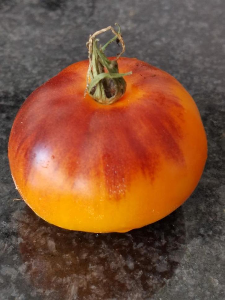 5 zaden tomaat Lucid Gem - biologische teelt, Tuin en Terras, Bloembollen en Zaden, Zaad, Voorjaar, Verzenden