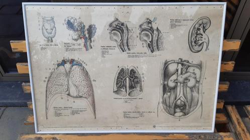 anatomische kaart 1957 SLAVKOVSKÝ komt uit de school van nar, Antiek en Kunst, Curiosa en Brocante, Ophalen of Verzenden