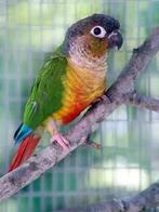 Conure molinae Eam, Ophalen of Verzenden