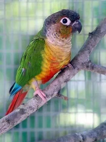 Conure molinae Eam, Dieren en Toebehoren, Vogels | Hokken en Kooien, Ophalen of Verzenden