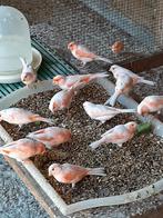 Te koop, Dieren en Toebehoren