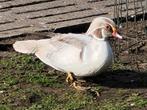 Zilvercarolina, Dieren en Toebehoren, Pluimvee
