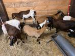 Bonte kameroen groepje, Meerdere dieren, Schaap, 0 tot 2 jaar