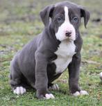 American Bully pups Abkc Top bloedlijnen, Dieren en Toebehoren, Parvo, België, Overige rassen, 8 tot 15 weken