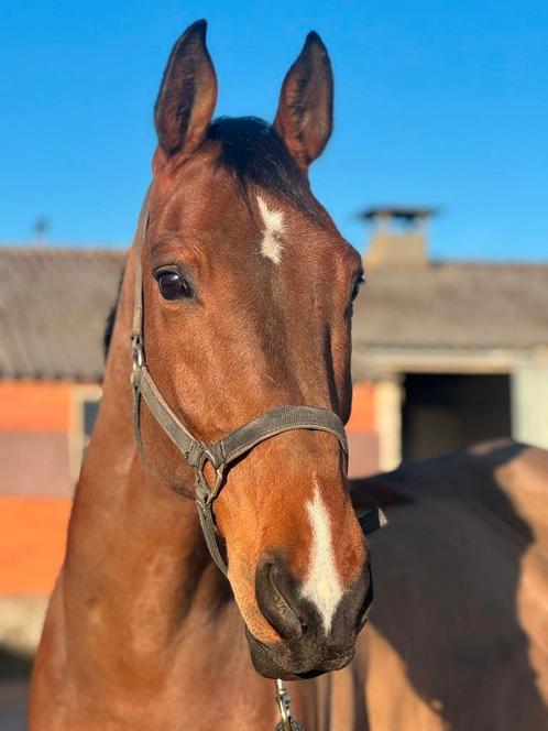 Brave 12 jarige allround ruin, Dieren en Toebehoren, Paarden, Ruin, M