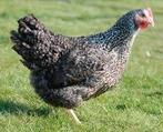 Legkippen Blue de Landes 0472/51.09.71, Dieren en Toebehoren, Pluimvee, Kip