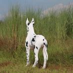 Great Dane beeld – Deense Dog- Lengte 124 cm, Ophalen, Nieuw