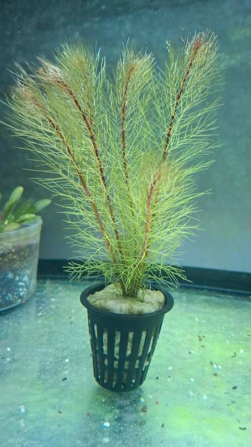 Myriophyllum Brasiliensis in pot met 6 planten, Dieren en Toebehoren, Vissen | Aquaria en Toebehoren, Nieuw, Plant(en), Steen of Hout