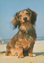 HOND    3, Verzamelen, Postkaarten | Dieren, Verzenden, Ongelopen, Hond of Kat