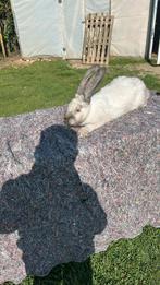 Unieke duitse reus ram, Dieren en Toebehoren, Ophalen, Zo goed als nieuw