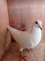 Witte vliegduivinnen met pedigree, Dieren en Toebehoren, Vogels | Duiven, Vrouwelijk, Postduif