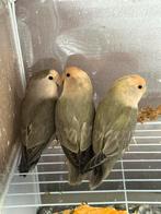 Agapornis dwergpapegaai, Dieren en Toebehoren, Vogels | Parkieten en Papegaaien, Meerdere dieren, Dwergpapegaai of Agapornis, Geringd