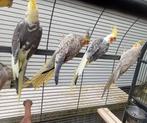 Des calopsitte à vendre, Animaux & Accessoires, Plusieurs animaux, Perruche