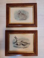 2 cadres anglais anciens gravures d'oiseaux anciens cadres, Enlèvement ou Envoi