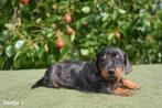 Prachtige Teckel pupjes, Dieren en Toebehoren, Honden | Teckels en Dashonden, België, CDV (hondenziekte), 8 tot 15 weken, Korthaar