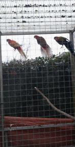 vogels, Dieren en Toebehoren, Vogels | Parkieten en Papegaaien, Meerdere dieren, Parkiet, Geringd