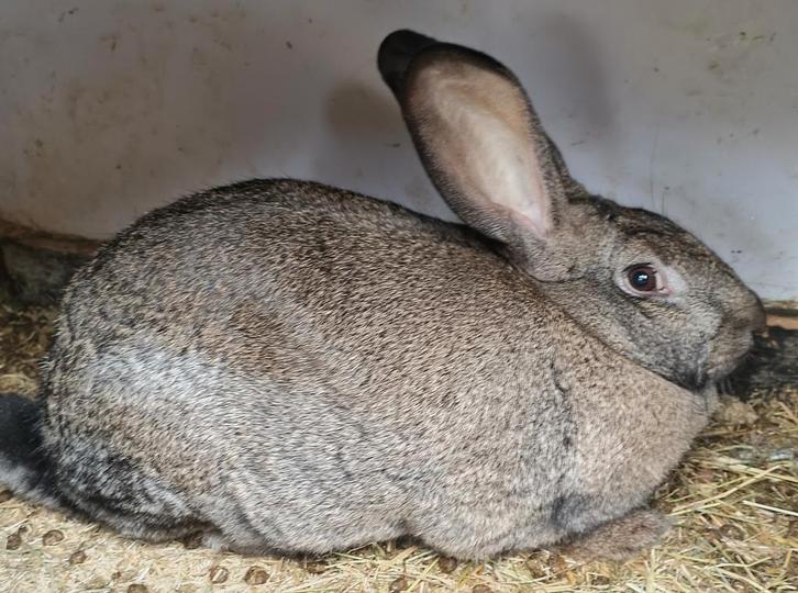 Mooie Voedster, Dieren en Toebehoren, Konijnen