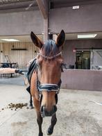9 jarige volbloed ruin te koop, Dieren en Toebehoren, Paarden, Ruin, Niet van toepassing, Gechipt, 7 tot 10 jaar