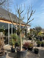 Vijgenboom, vijgenbomen dikke stammaten, Tuin en Terras, Planten | Bomen, Ophalen