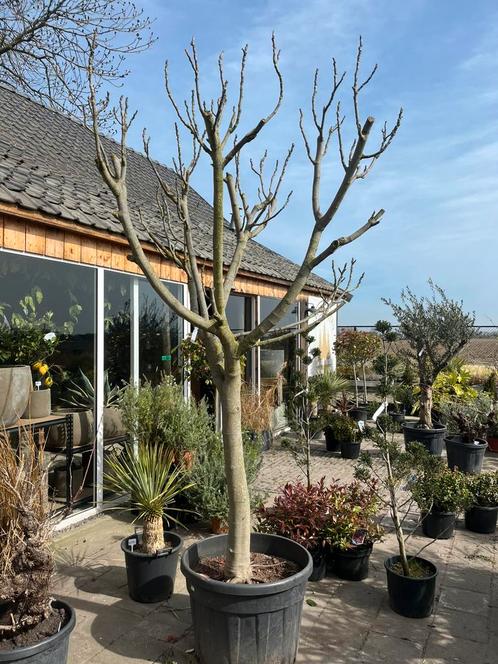 Vijgenboom, vijgenbomen dikke stammaten, Tuin en Terras, Planten | Bomen, Ophalen
