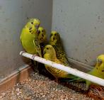 Pallid grasparkieten, Dieren en Toebehoren, Vogels | Parkieten en Papegaaien