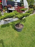 Zeer mooie Juniperus/jeneverbes  Bonsai/tuinbonsai, Tuin en Terras, Planten | Bomen, Ophalen of Verzenden