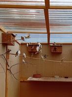 Huismussen, Dieren en Toebehoren, Vogels | Overige Vogels, Meerdere dieren, Wildzangvogel, Geringd