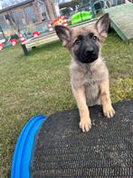 Mechelse herder pup, Chienne, 8 à 15 semaines, Éleveur | Loisir, Un chien