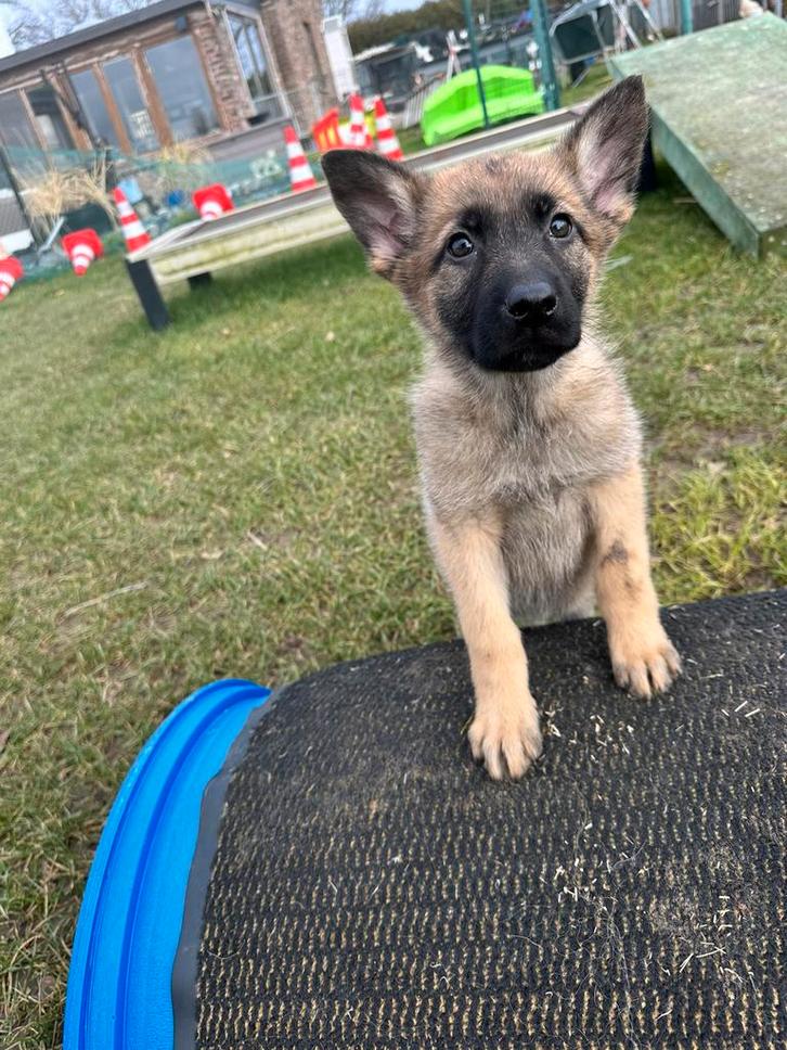 Mechelse herder pup, Animaux & Accessoires, Chiens | Bergers & Bouviers, Chienne, Berger, Éleveur | Loisir, Un chien, Belgique