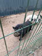 2 göttinger mini varkens, Dieren en Toebehoren, Schapen, Geiten en Varkens, Mannelijk, Varken, 3 tot 5 jaar