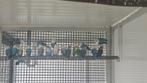 Verschillende fisheries, Dieren en Toebehoren, Meerdere dieren, Dwergpapegaai of Agapornis, Geringd