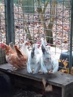 Serama kipjes, Dieren en Toebehoren