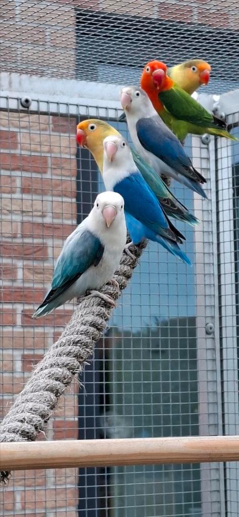 Fischeri, Dieren en Toebehoren, Vogels | Parkieten en Papegaaien