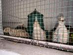 Japanse kwartels, Dieren en Toebehoren, Vogels | Overige Vogels