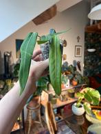 Anthurium Palladiflorum, Huis en Inrichting, Kamerplanten, Ophalen