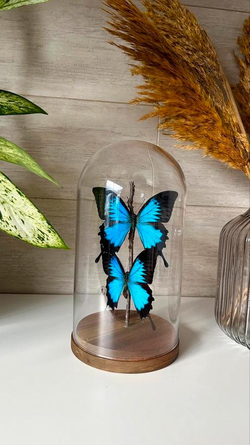 Véritable papillon Ulysses sous globe en verre, Maison & Meubles, Accessoires pour la Maison | Cloches, Neuf