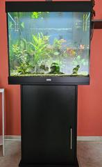 Aquarium complet, Animaux & Accessoires, Poissons | Aquariums & Accessoires, Enlèvement, Utilisé, Aquarium d'eau douce rempli