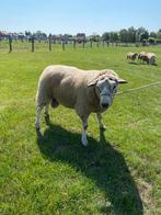 Dekram, Mannelijk, Schaap, 0 tot 2 jaar