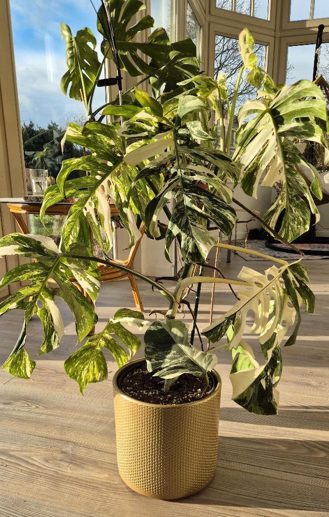 Monstera Albo Marbled Variegata | Volledige XL Plant, Huis en Inrichting, Kamerplanten, Overige soorten, 100 tot 150 cm, Groene kamerplant