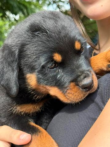 Rottweiler pups, Chienne, Belgique, 8 à 15 semaines, Plusieurs