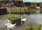 WITTE  ZWANEN  IN  KURPARK  BAD PYRMONT, Verzamelen, Postkaarten | Dieren, Verzenden, Ongelopen, Vogel