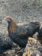 Opringtoon haan zwart gezoomd, Dieren en Toebehoren, Pluimvee, Mannelijk, Kip