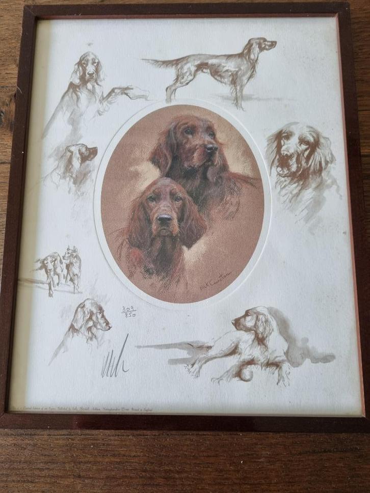 Mick Cawston - Ierse setter, Antiek en Kunst, Kunst | Overige Kunst, Ophalen of Verzenden
