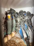 Blackface hagoromo, Dieren en Toebehoren, Vogels | Parkieten en Papegaaien