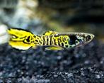 Tijger endler guppy's // **wachttijd 2 weken**, Dieren en Toebehoren, Vis, Zoetwatervis, Schoolvis